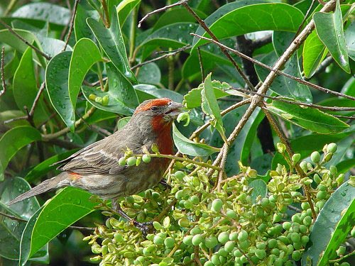 Carpodacus mexicanus