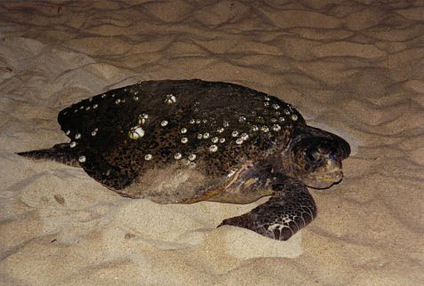 Chelonia mydas agassizii