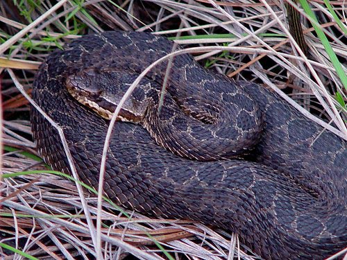 Crotalus triseriatus triseriatus