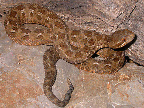 Crotalus triseriatus armstrongi