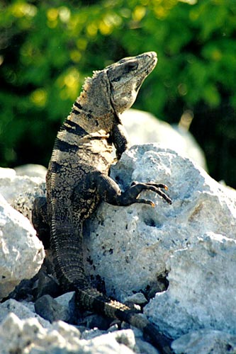 Ctenosaura similis