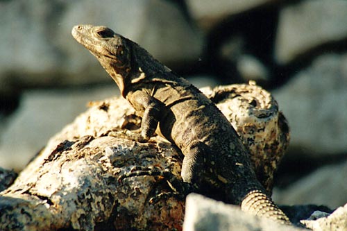 Ctenosaura similis