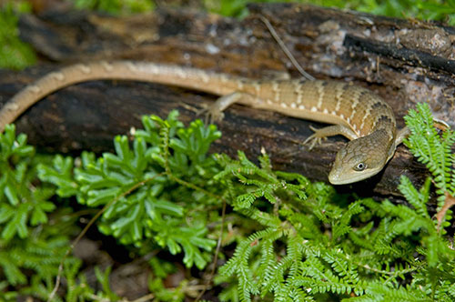 Gerrhonotus liocephalus