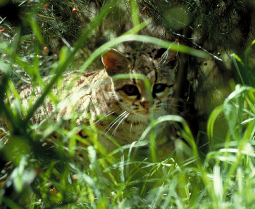 Leopardus wiedii