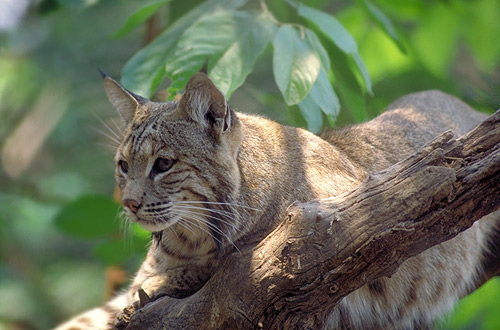 Lynx rufus