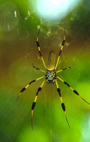 Nephila clavipes