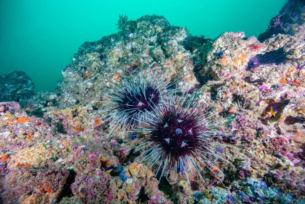 Banderas Bay Biodiversity - Open Explorer