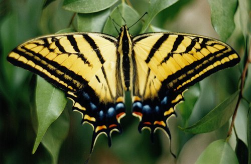 Papilio multicaudata