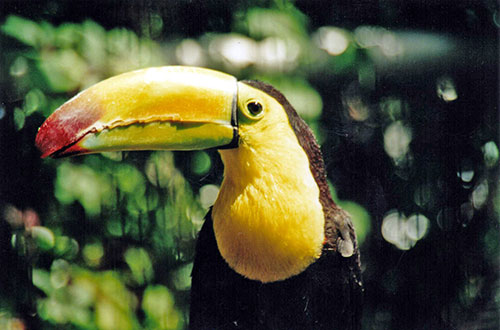 Ramphastos sulfuratus