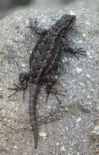 Sceloporus grammicus sp.