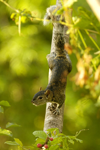 Sciurus colliaei