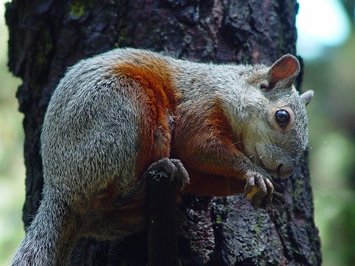 Sciurus aureogaster