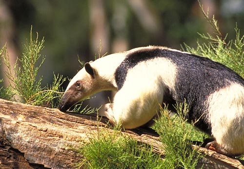 Tamandua mexicana