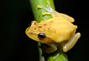 Amphibians