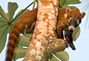 Mammals