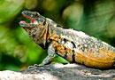 Reptiles