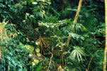tropical deciduous forest