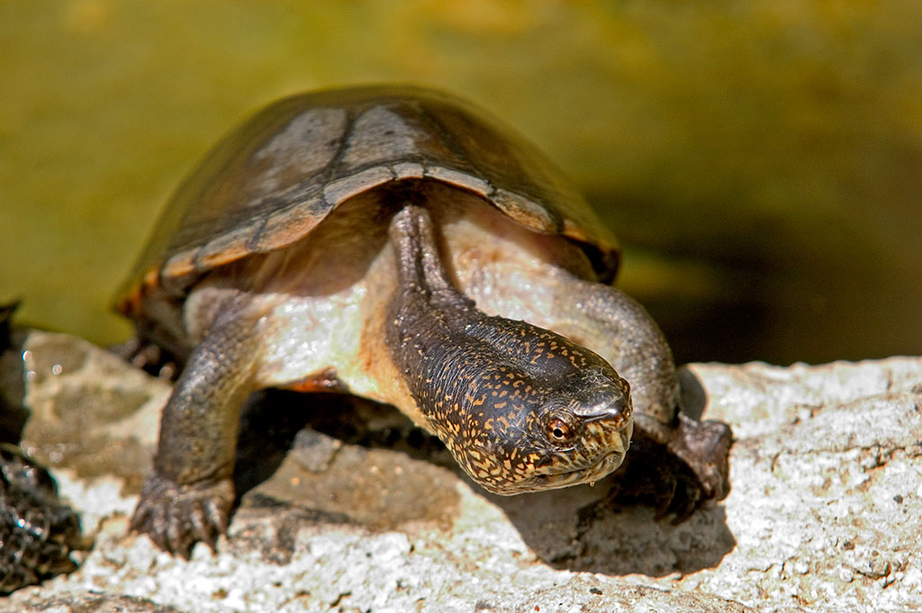 Jalisco Mud Turtle (Kinosternon chimalhuaca)