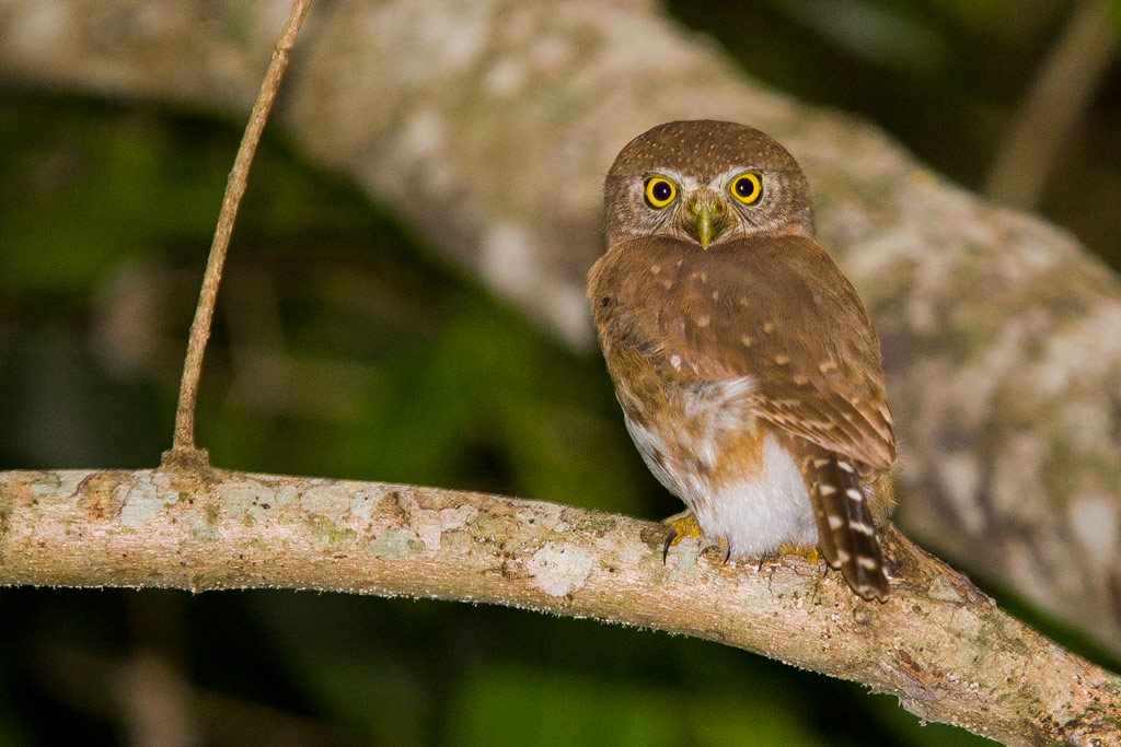 Tecolote colimense Glaucidium palmarum